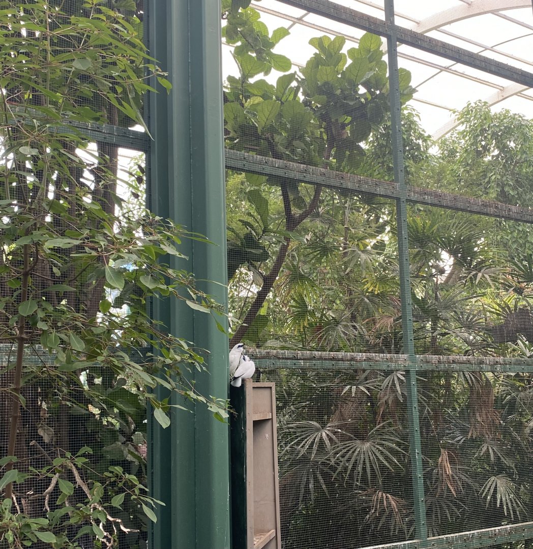 Bali Myna - Hidden Jungle