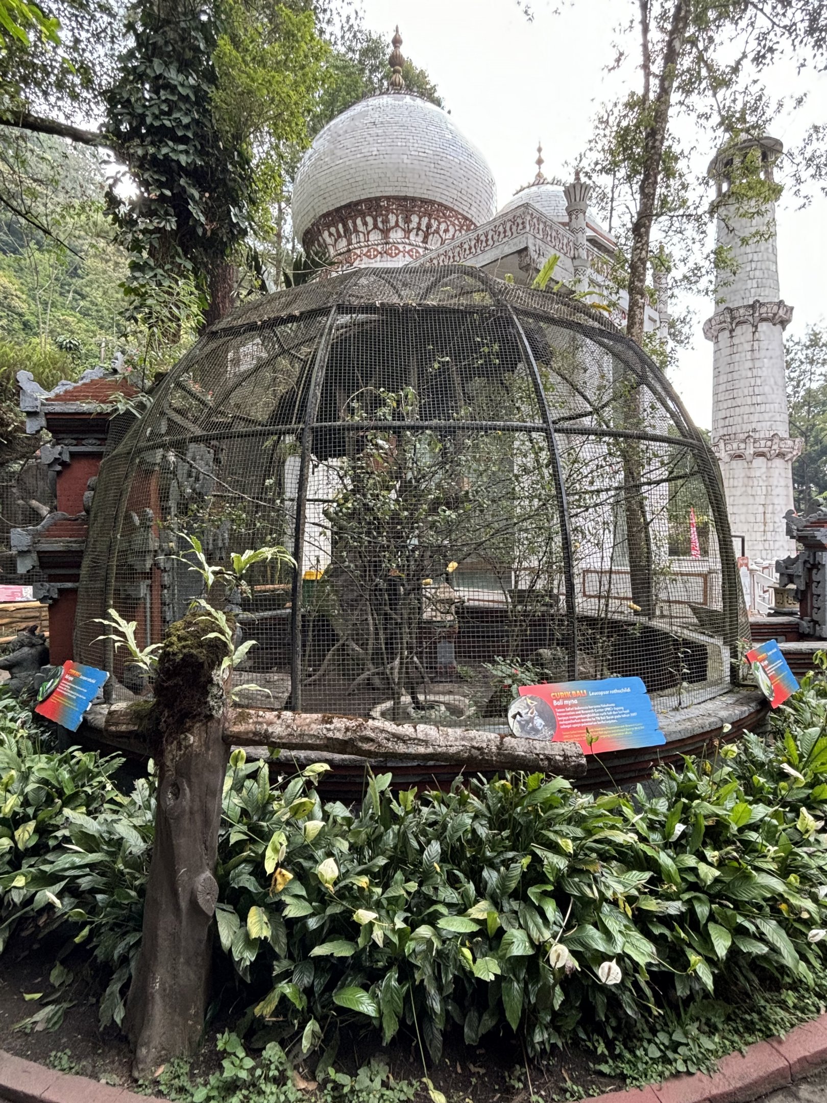 Bali Myna + Large Flying Fox Aviary