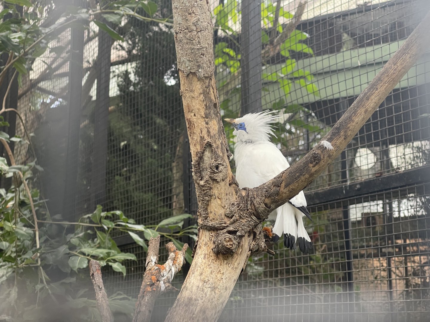 bali myna (leucopsar rothschildi) (1)