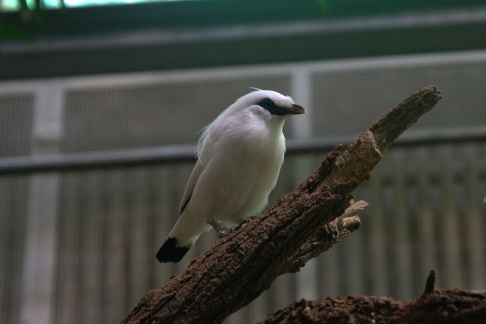 Bali Myna (Leucopsar rothschildi), 17-09-25