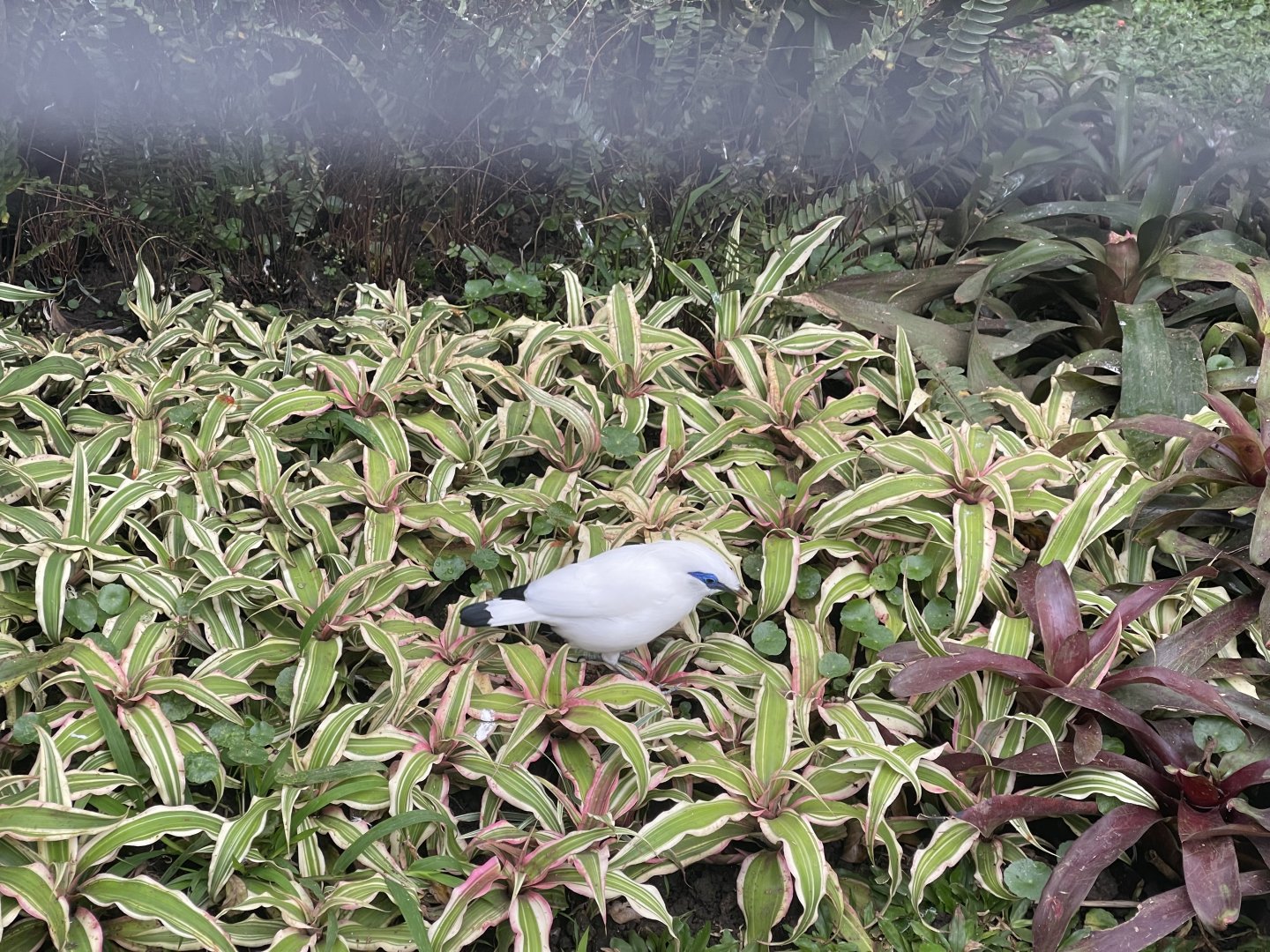 bali myna (leucopsar rothschildi) (2)