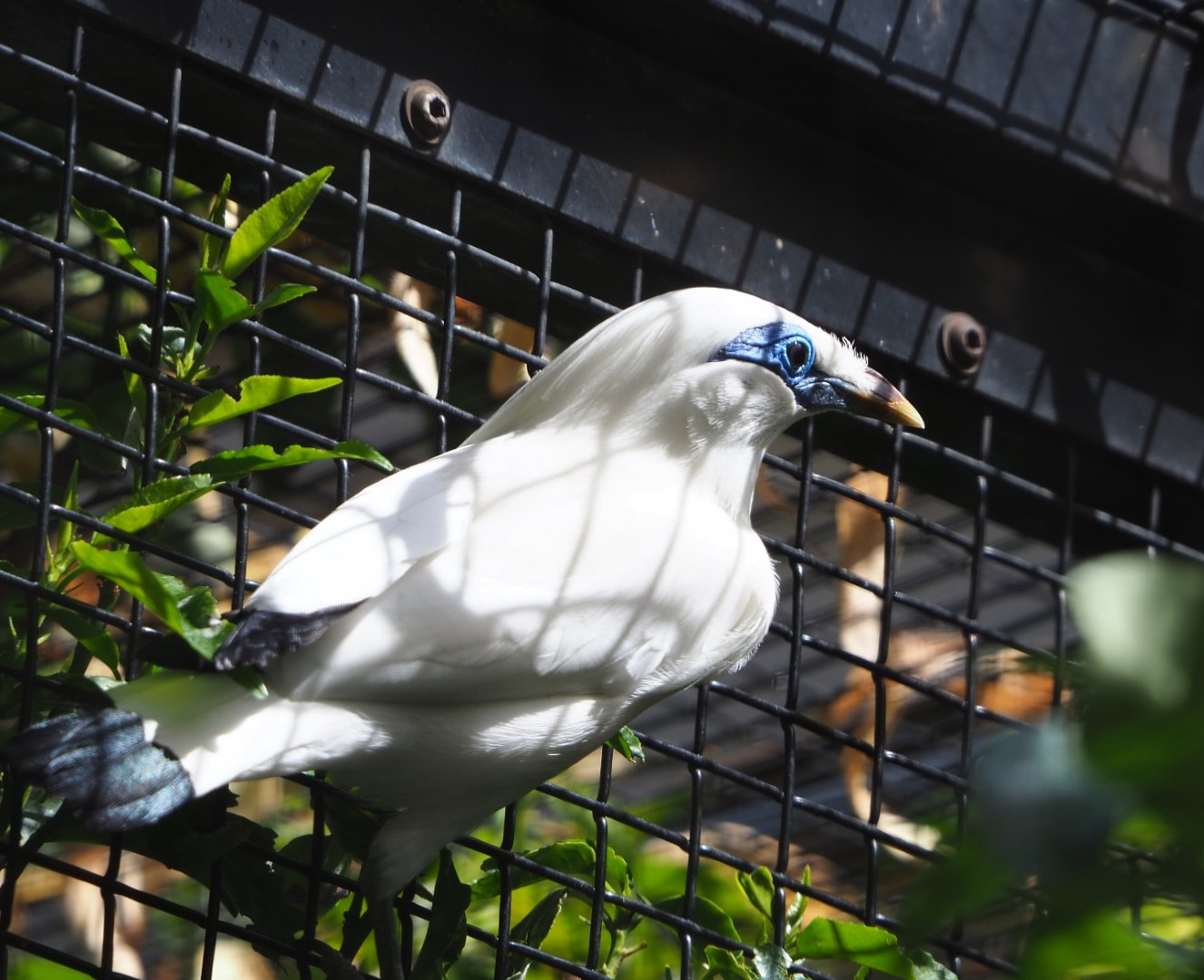 Bali myna (Leucopsar rothschildi), 2020-06-28