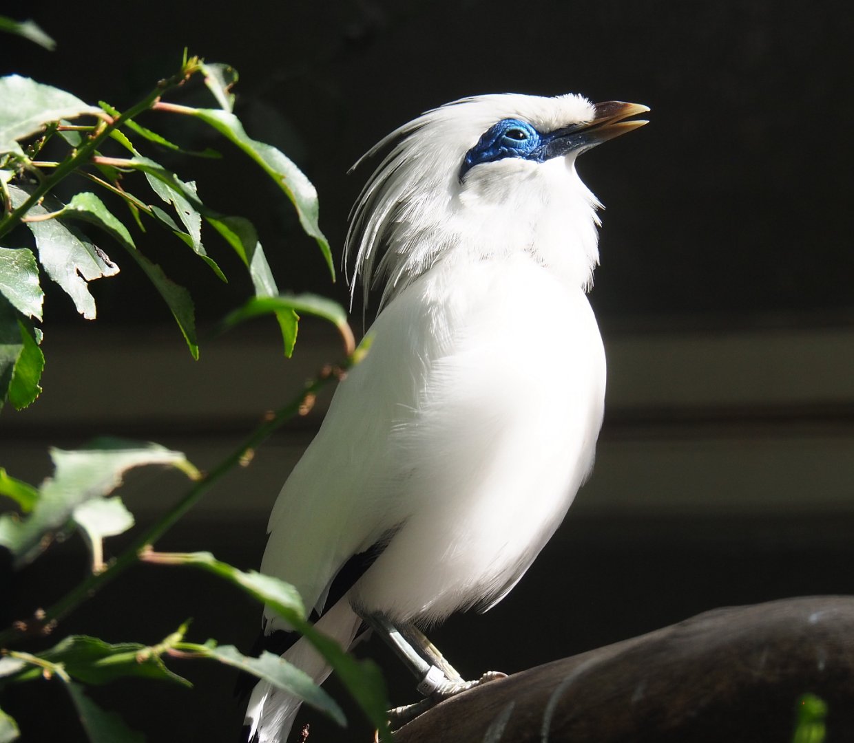 Bali myna (Leucopsar rothschildi), 2020-09-20