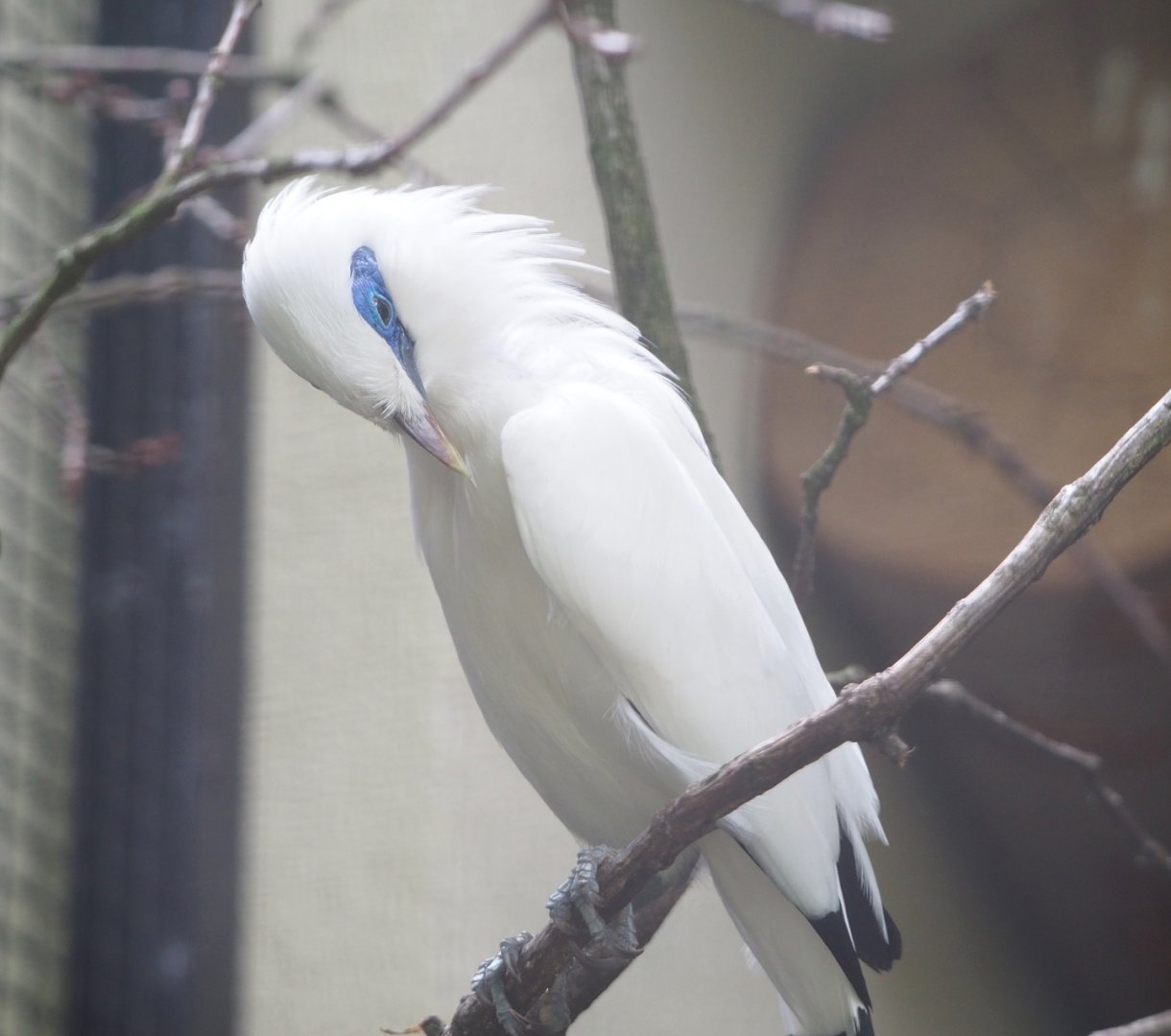 Bali myna (Leucopsar rothschildi), 2022-05-26