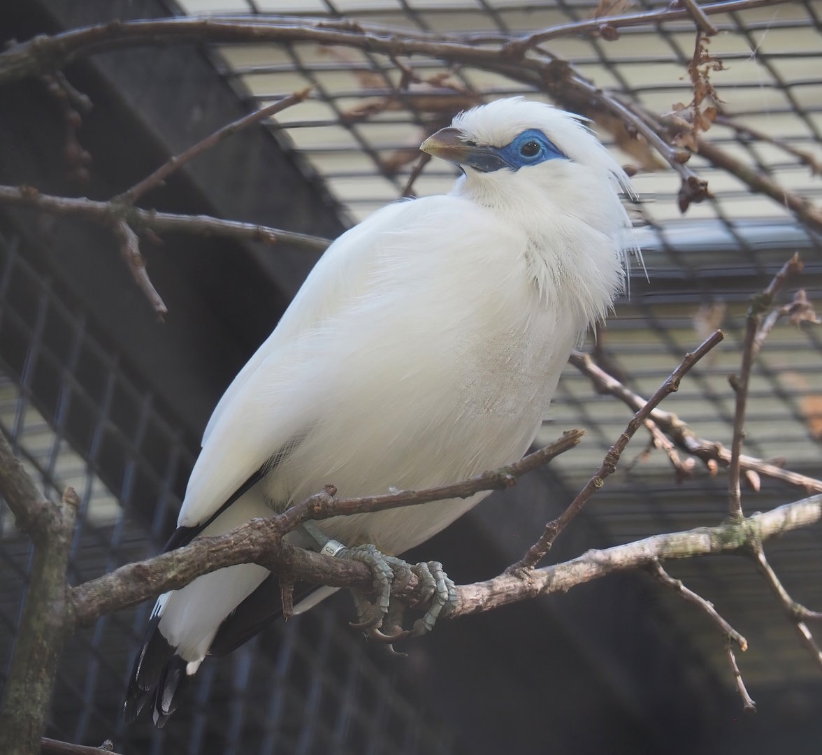 Bali myna (Leucopsar rothschildi), 2022-09-04