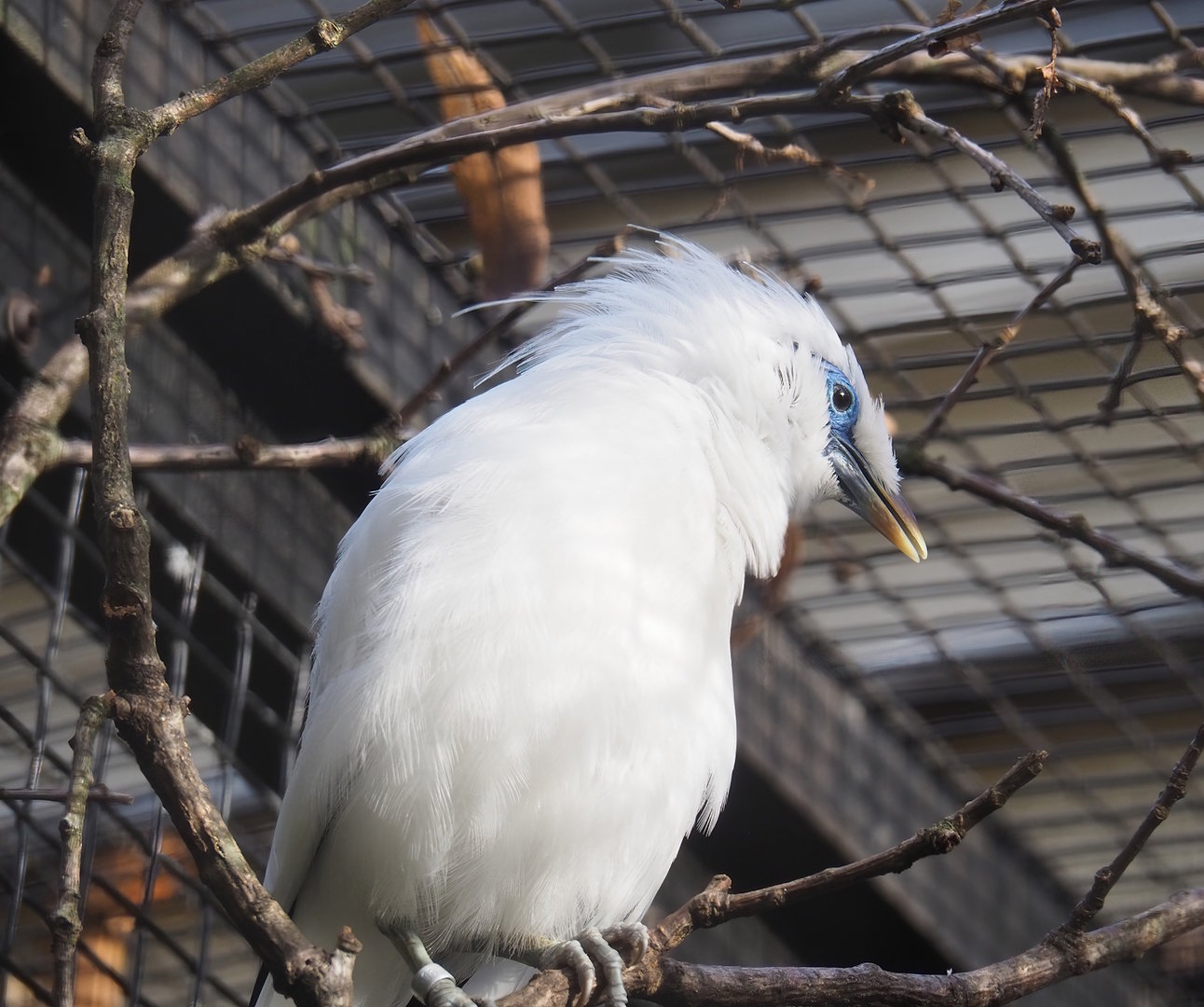Bali myna (Leucopsar rothschildi), 2022-10-29