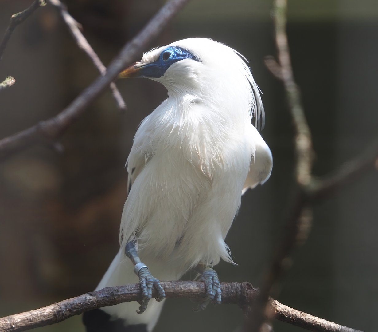 Bali myna (Leucopsar rothschildi), 2023-04-08
