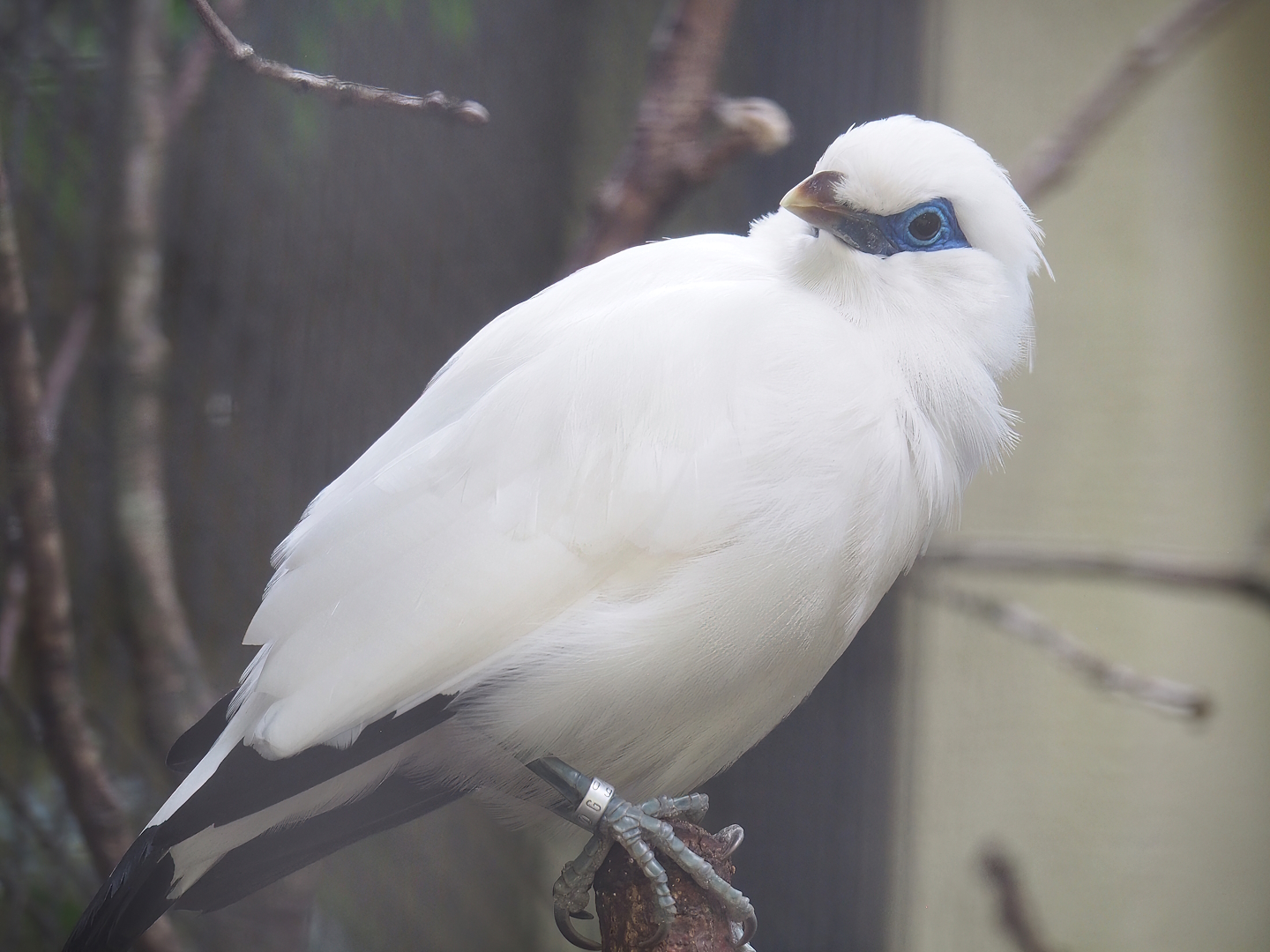 Bali myna (Leucopsar rothschildi), 2023-07-02