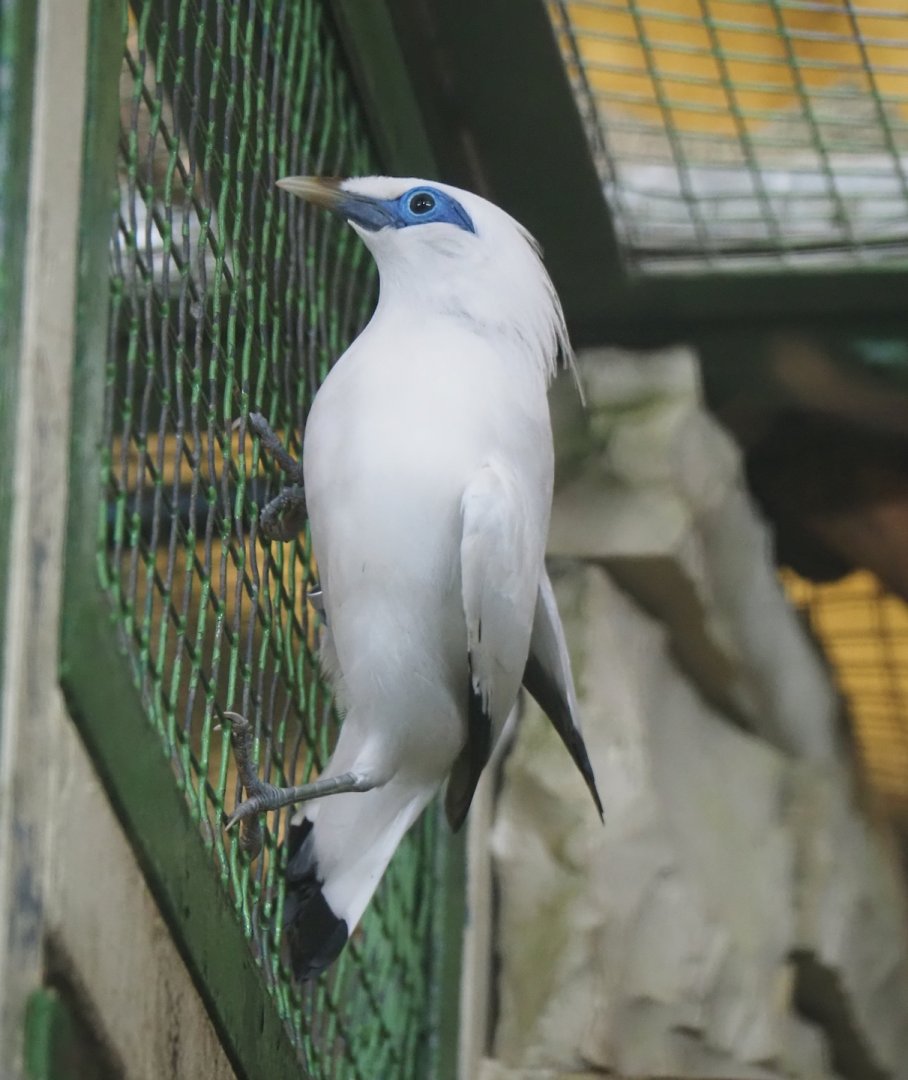 Bali myna (Leucopsar rothschildi), 2024-05-22