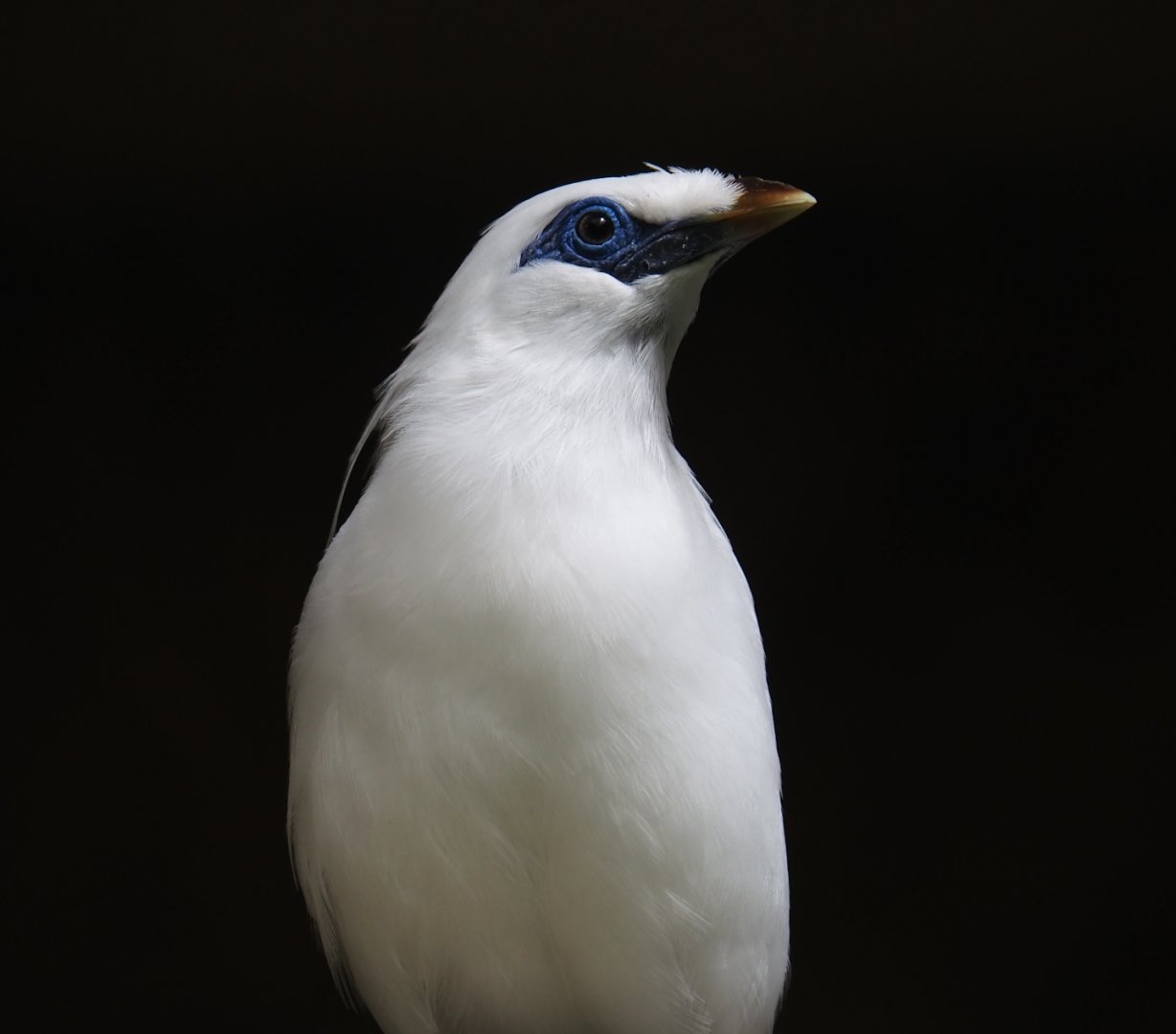 Bali myna (Leucopsar rothschildi), 2024-06-30