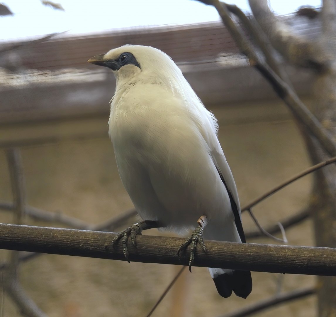 Bali myna (Leucopsar rothschildi), 2025-05-22