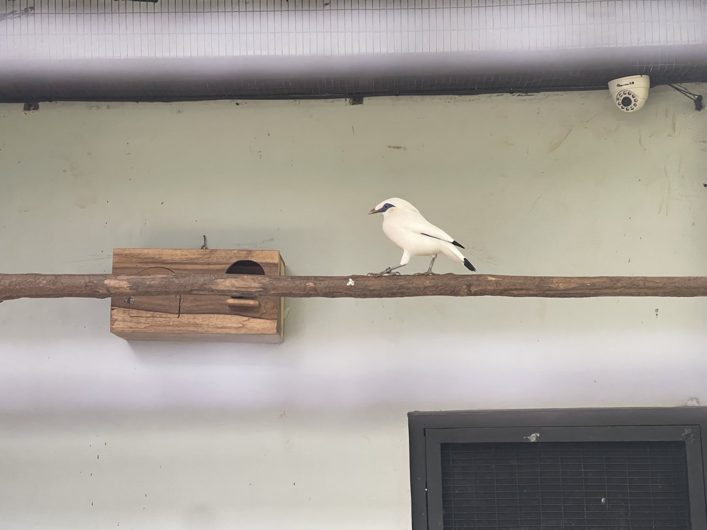 bali myna (leucopsar rothschildi) - aviary park