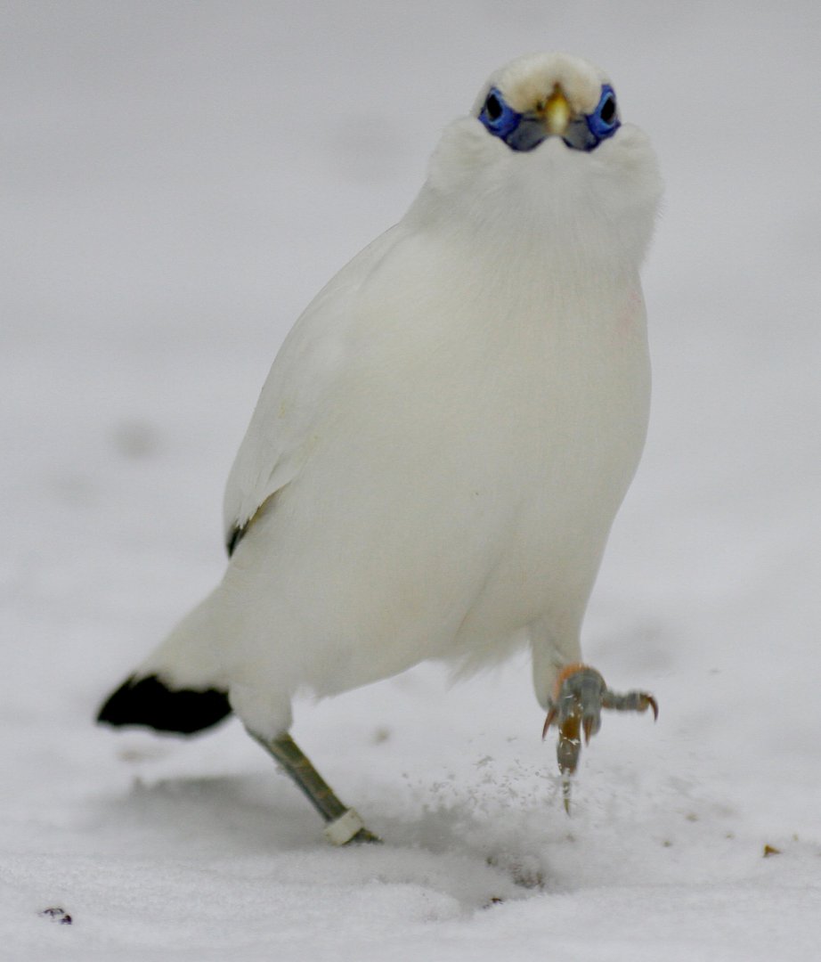 Bali myna (Leucopsar rothschildi)