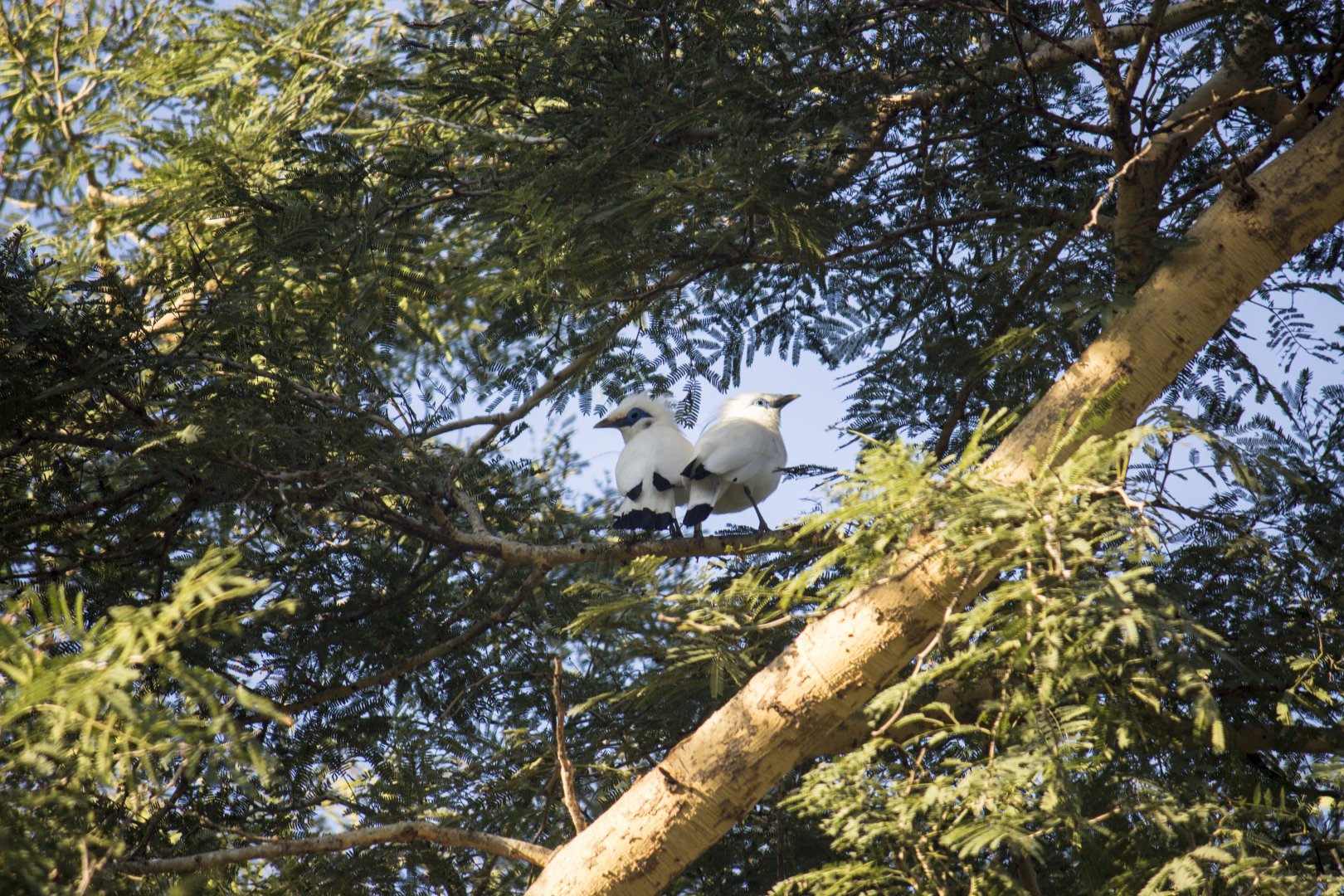 Bali myna, Leucopsar rothschildi