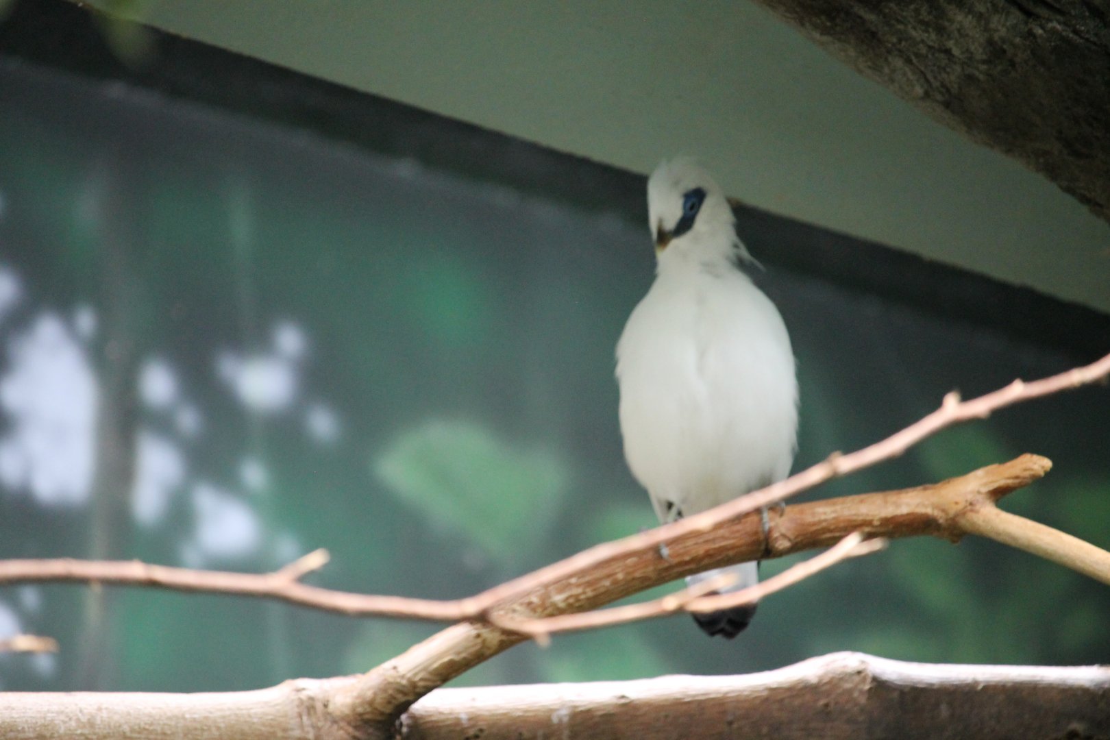 Bali myna (Leucopsar rothschildi)