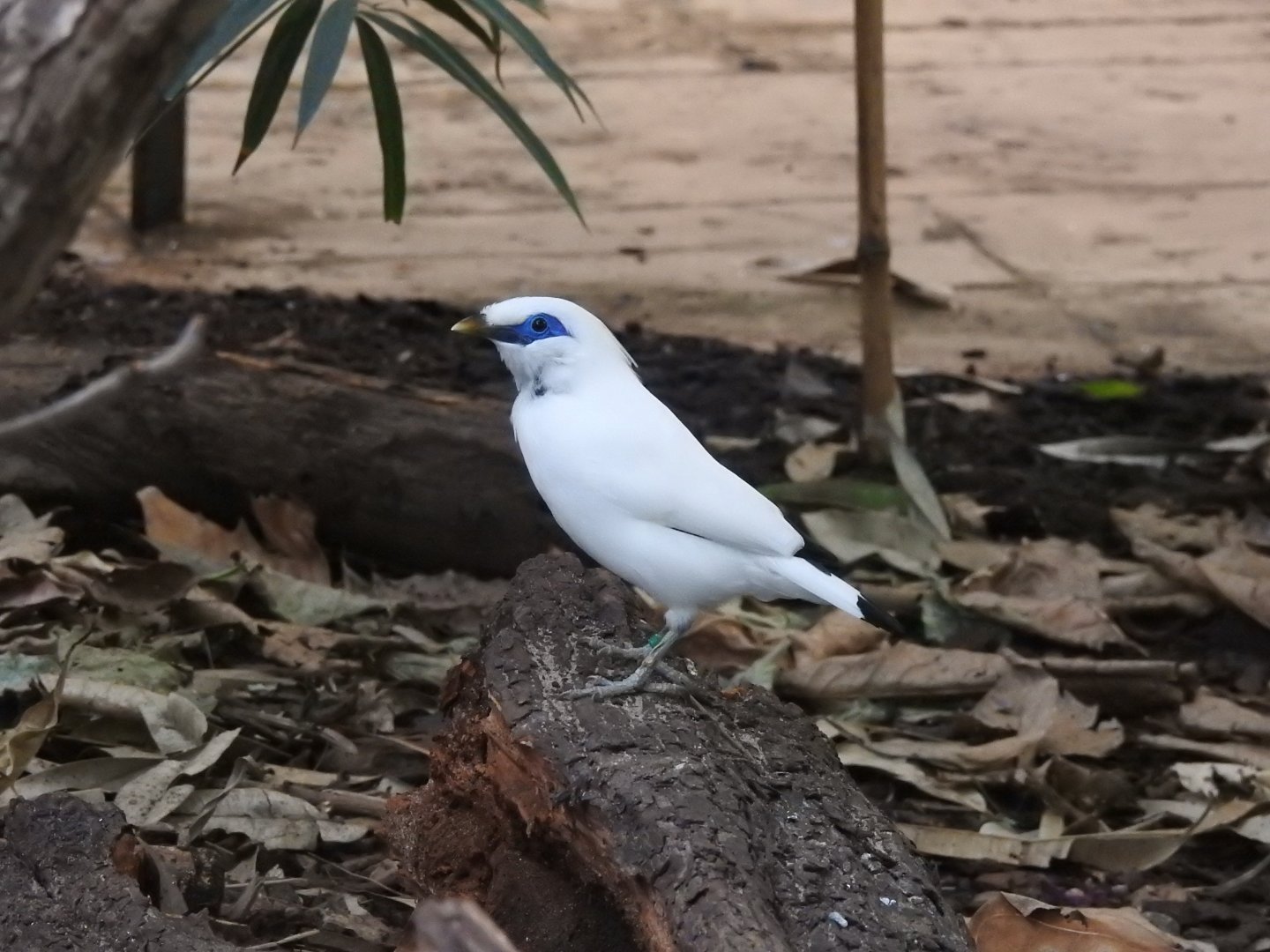 Bali Myna (Leucopsar rothschildi)