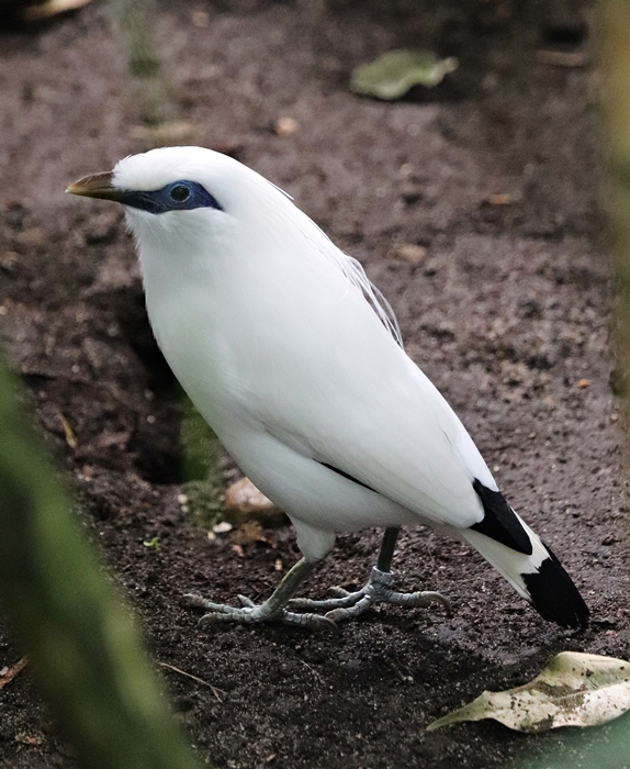 Bali myna (Leucopsar rothschildi)