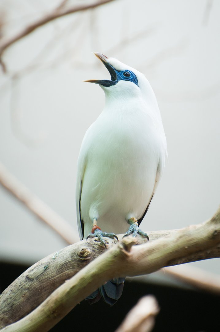 Bali myna (Leucopsar rothschildi)