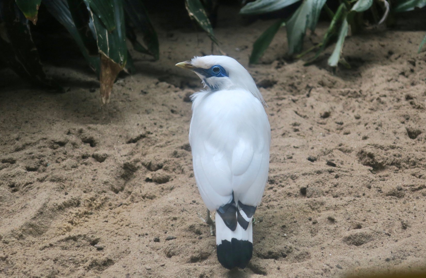 Bali Myna (Leucopsar rothschildi)