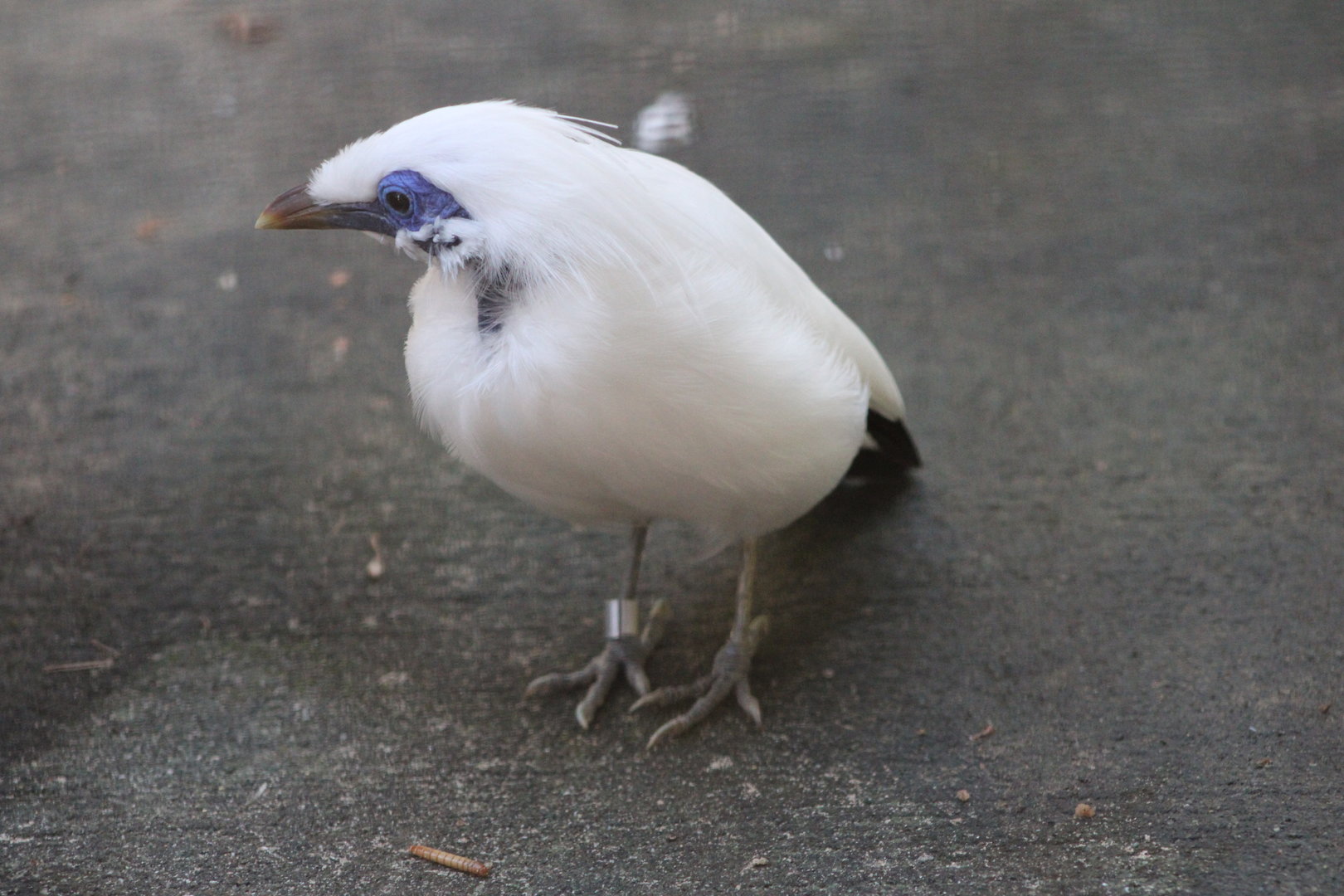 Bali Myna (Leucopsar rothschildi)