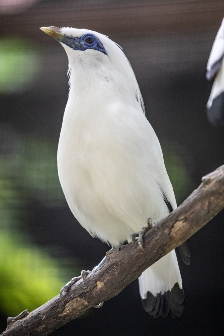 Bali myna (Leucopsar rothschildi)