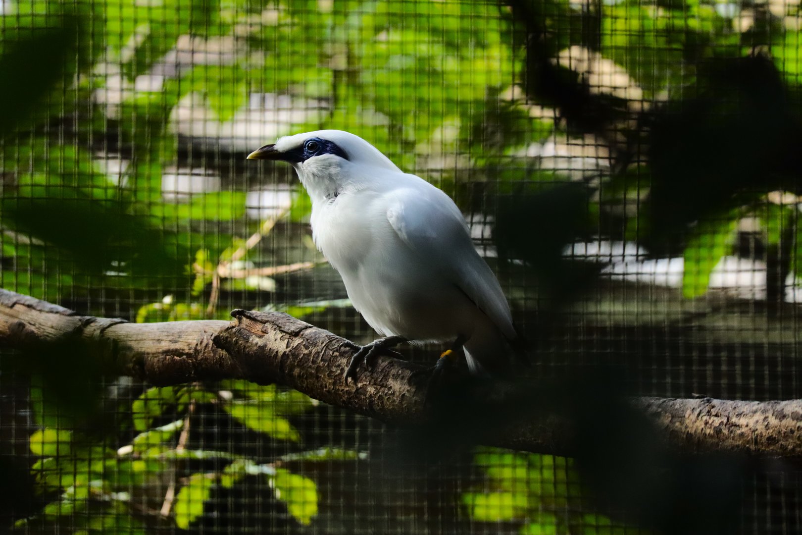 Bali myna (Leucopsar rothschildi)