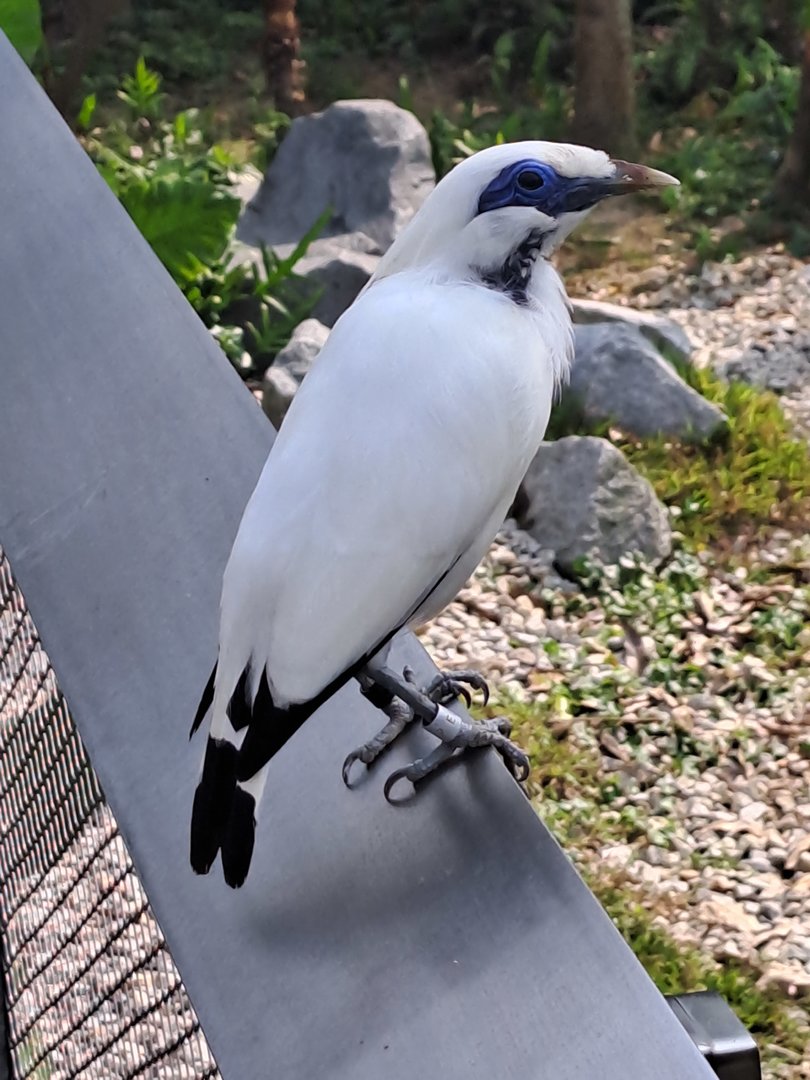 Bali Myna (Leucopsar rothschildi)