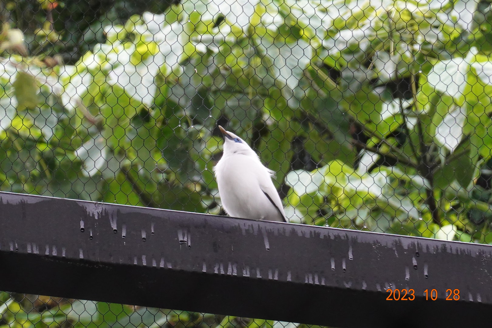 Bali Myna (Leucopsar rothschildi)