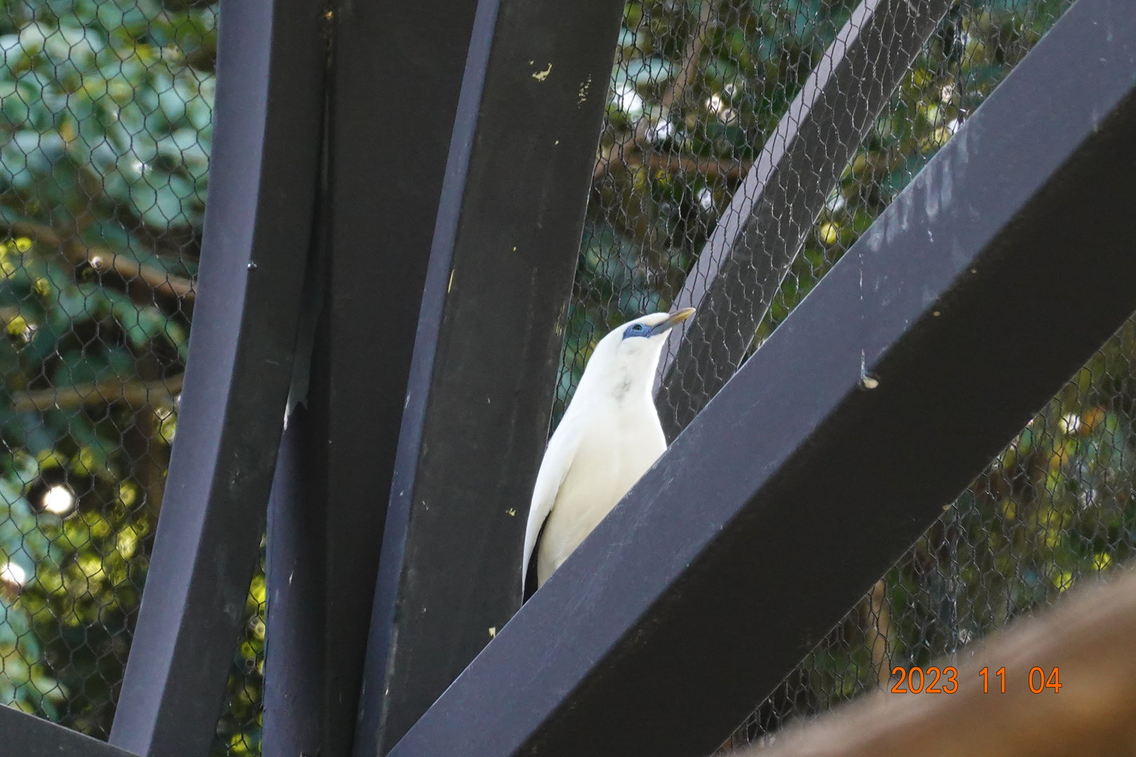 Bali Myna (Leucopsar rothschildi)