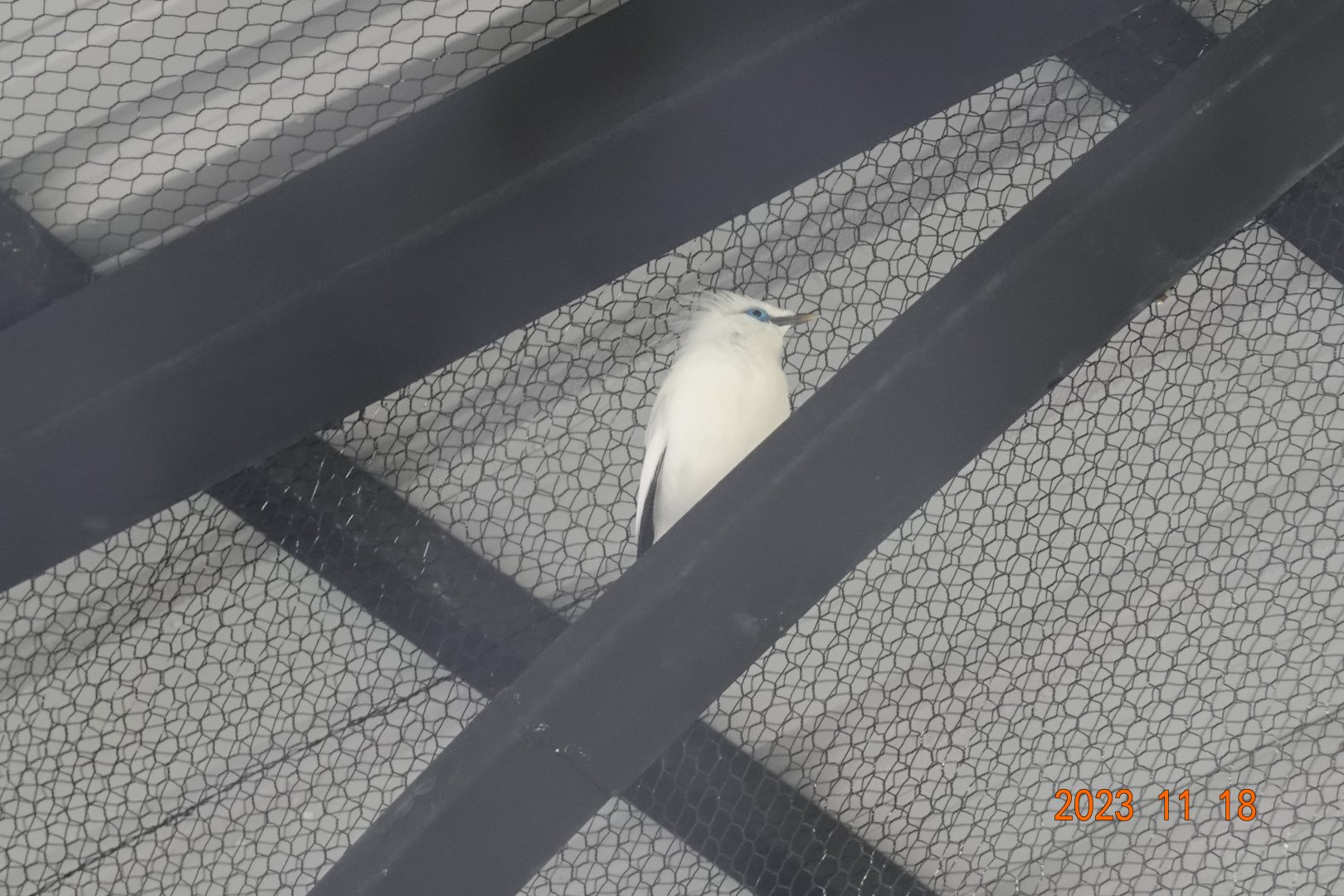 Bali Myna (Leucopsar rothschildi)