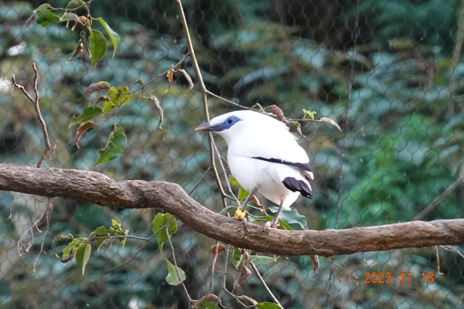 Bali Myna (Leucopsar rothschildi)