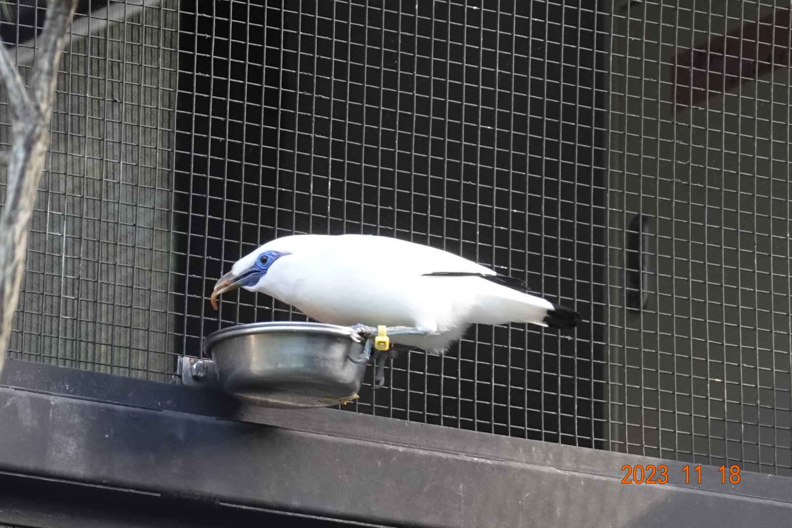 Bali Myna (Leucopsar rothschildi)