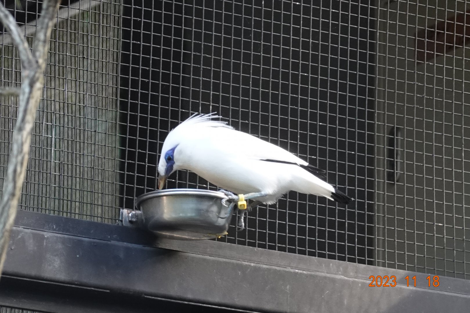 Bali Myna (Leucopsar rothschildi)