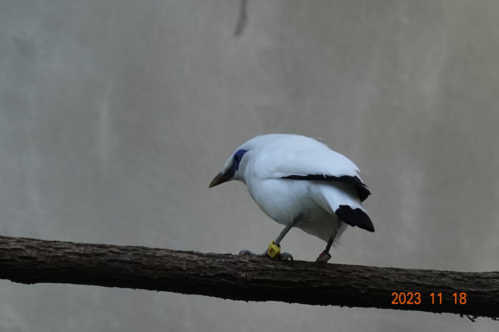 Bali Myna (Leucopsar rothschildi)