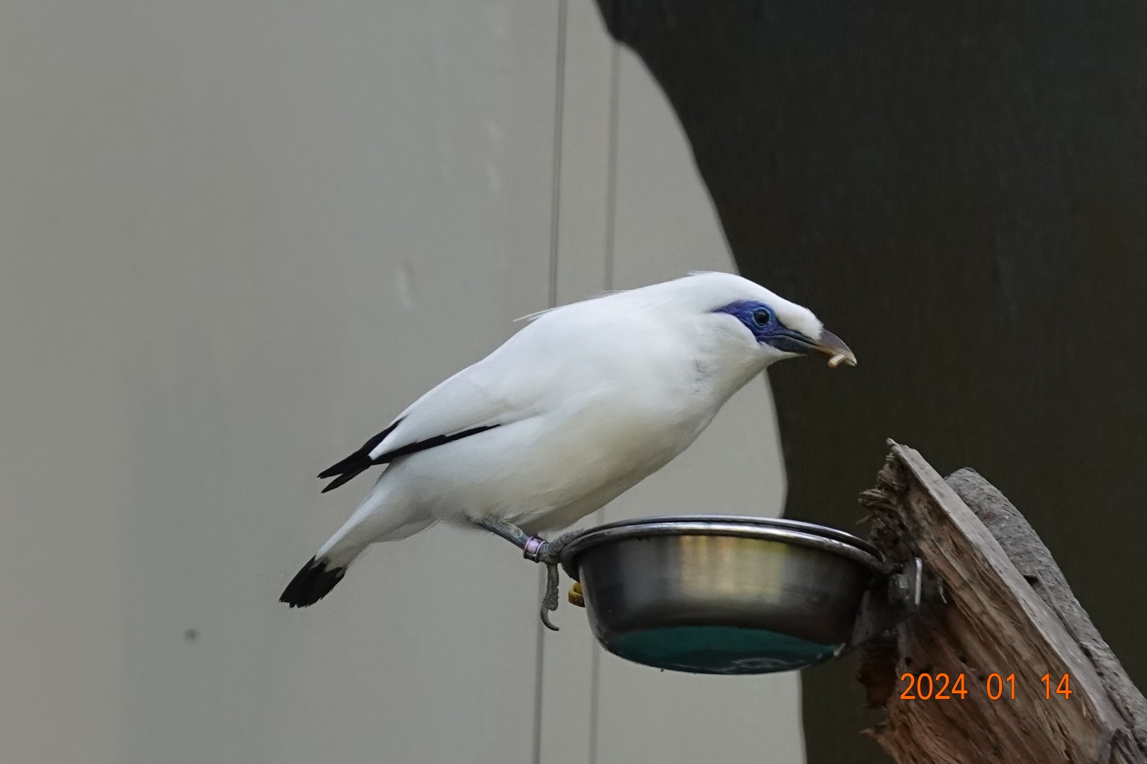 Bali Myna (Leucopsar rothschildi)