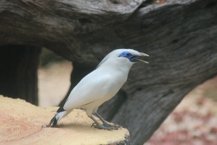 Bali myna (Leucopsar rothschildi)