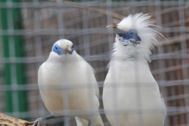 Bali myna (Leucopsar rothschildi)