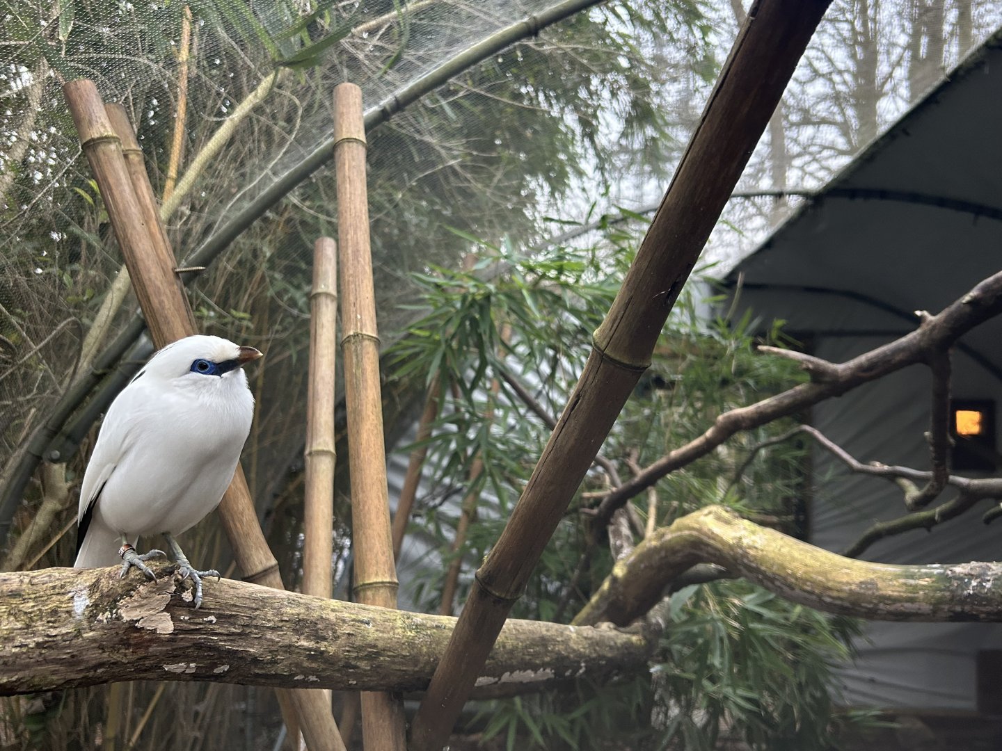 Bali Myna (Leucopsar rothschildi)