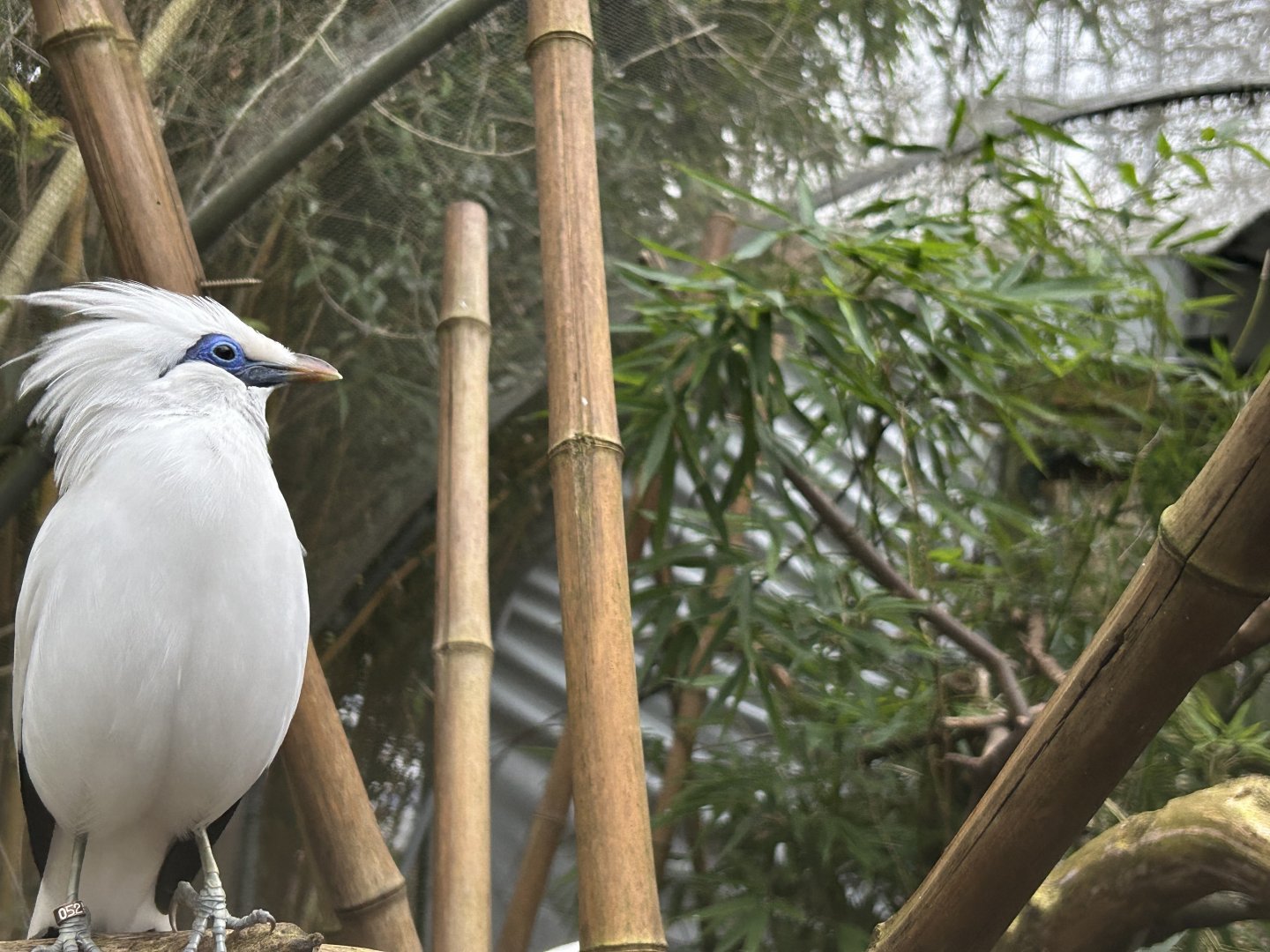 Bali Myna (Leucopsar rothschildi)