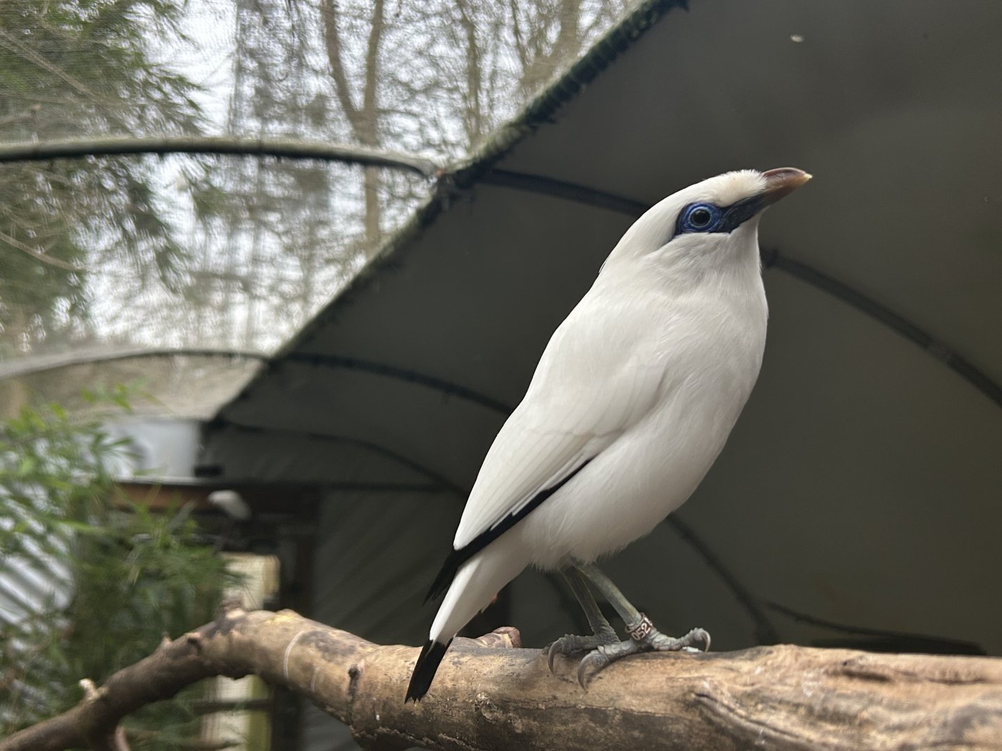 Bali Myna (Leucopsar rothschildi)