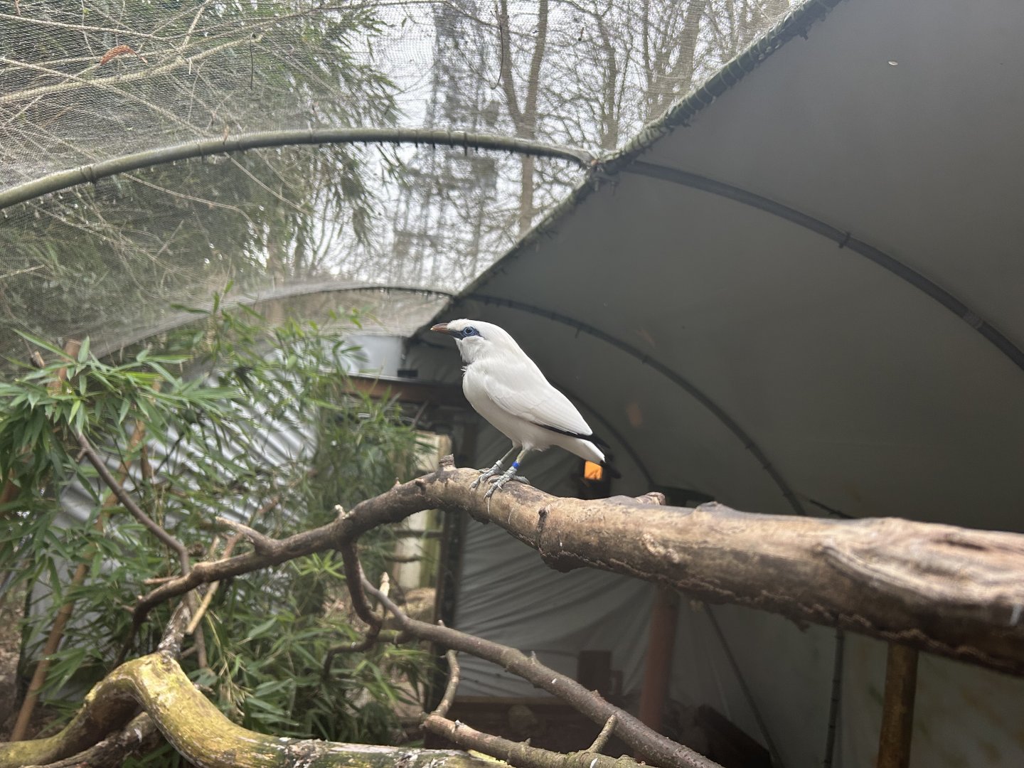 Bali Myna (Leucopsar rothschildi)