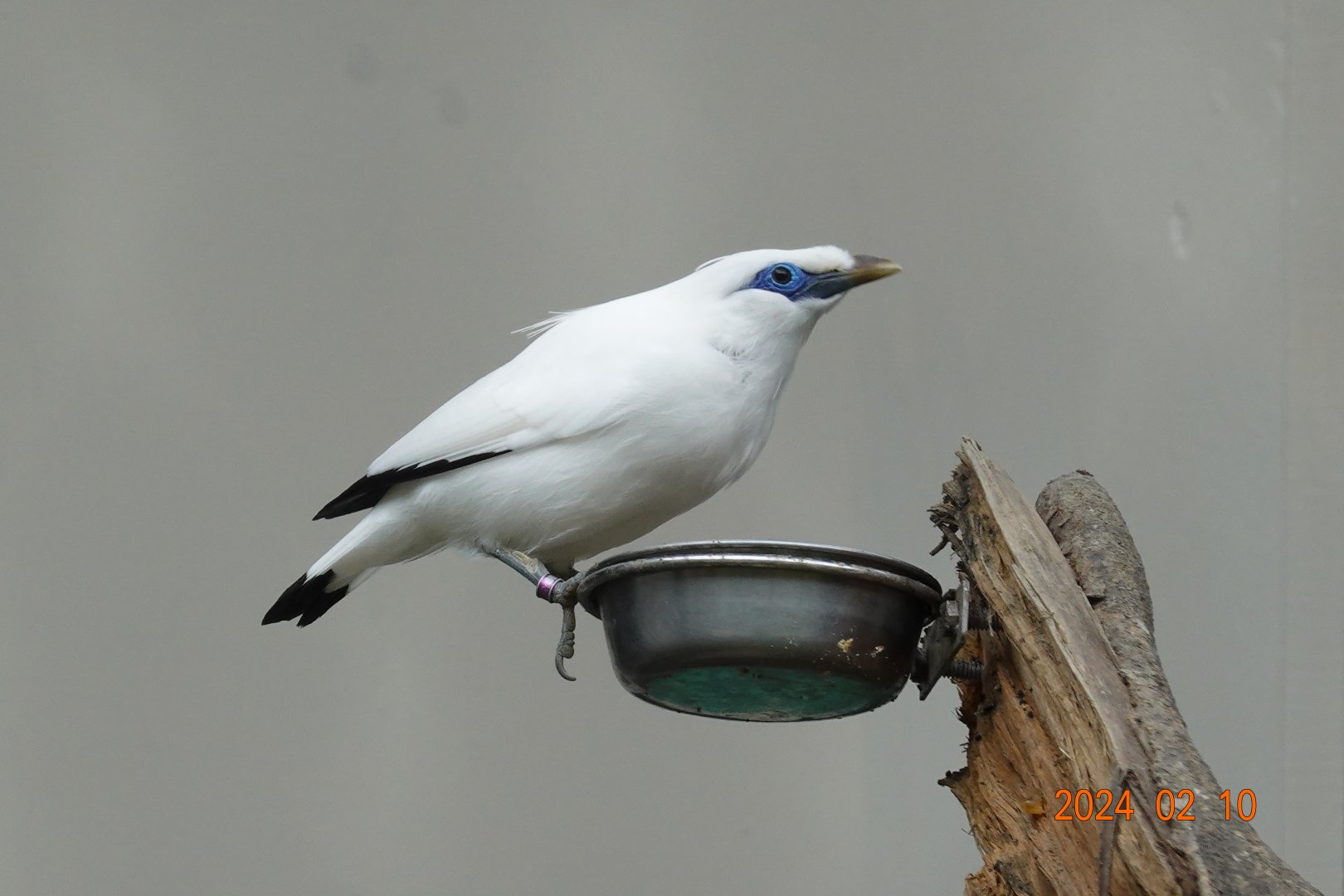 Bali Myna (Leucopsar rothschildi)