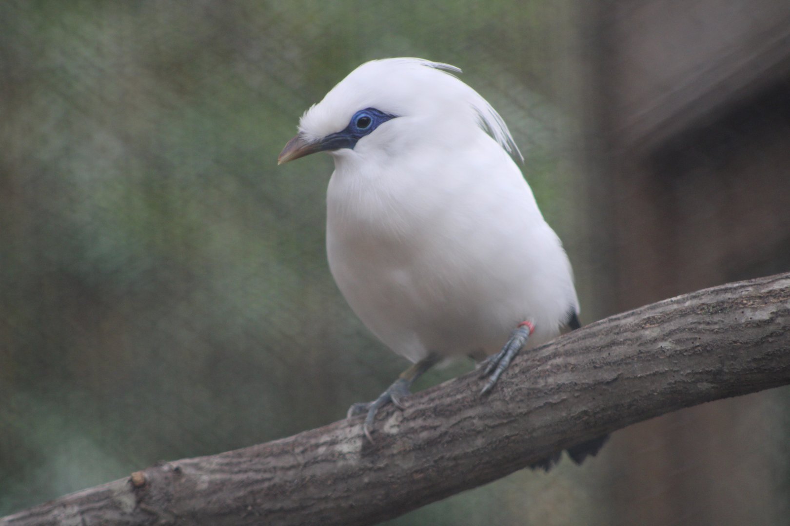 Bali Myna (Leucopsar rothschildi)