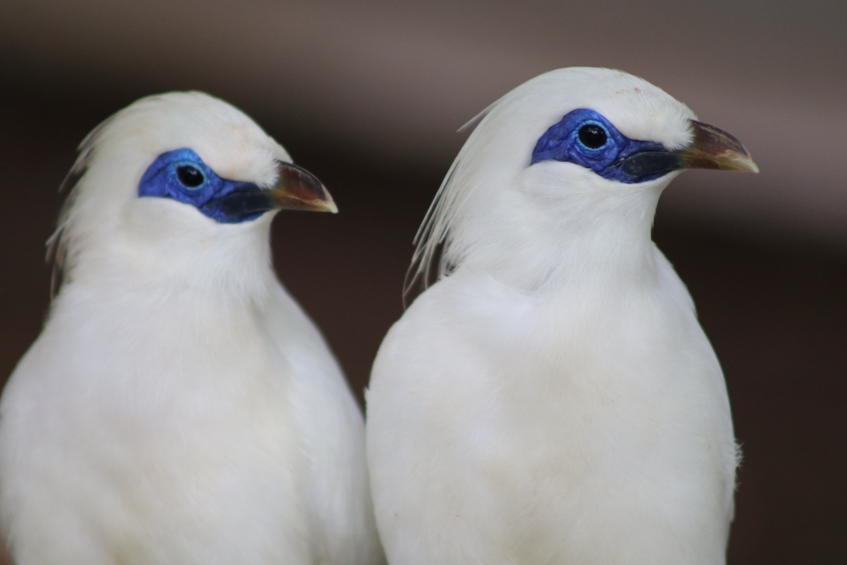 Bali Myna (Leucopsar rothschildi)