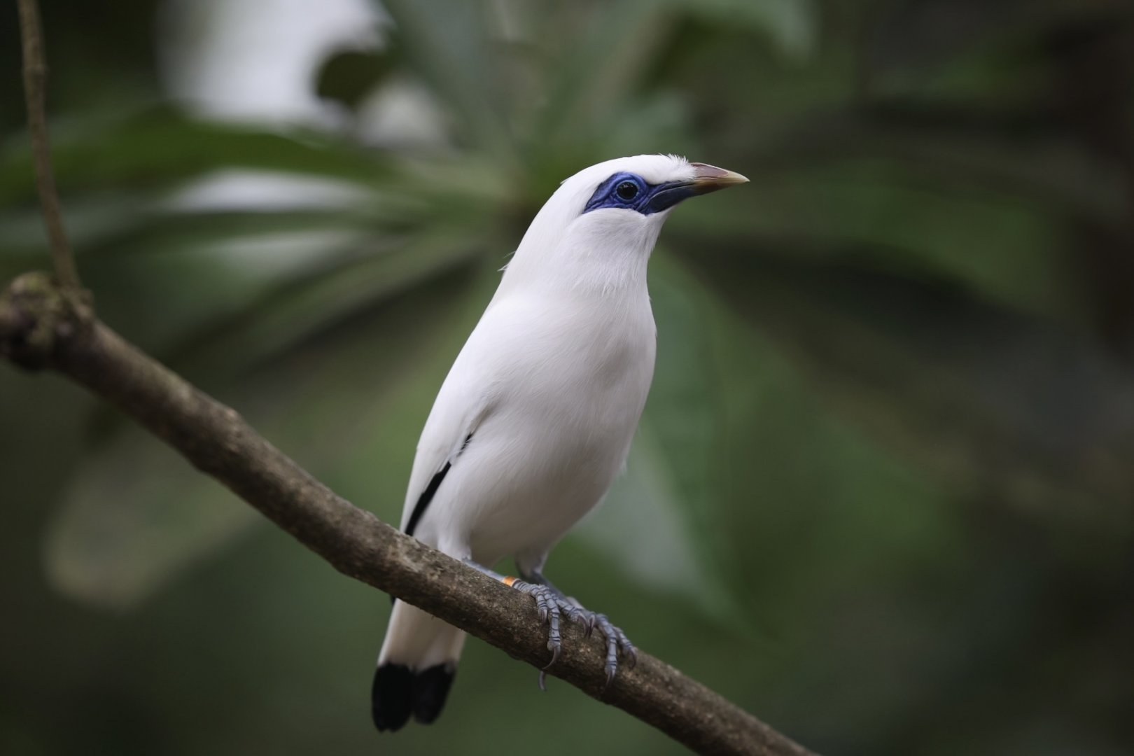 Bali Myna (Leucopsar rothschildi)