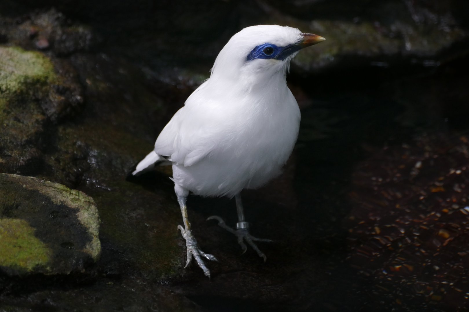 Bali Myna (Leucopsar rothschildi)