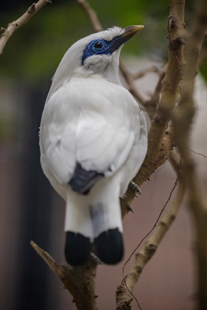 Bali myna (Leucopsar rothschildi)