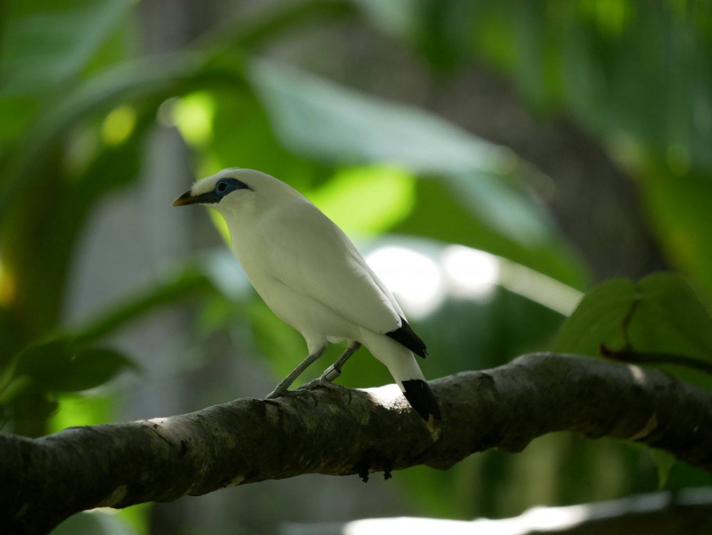 Bali myna (Leucopsar rothschildi)