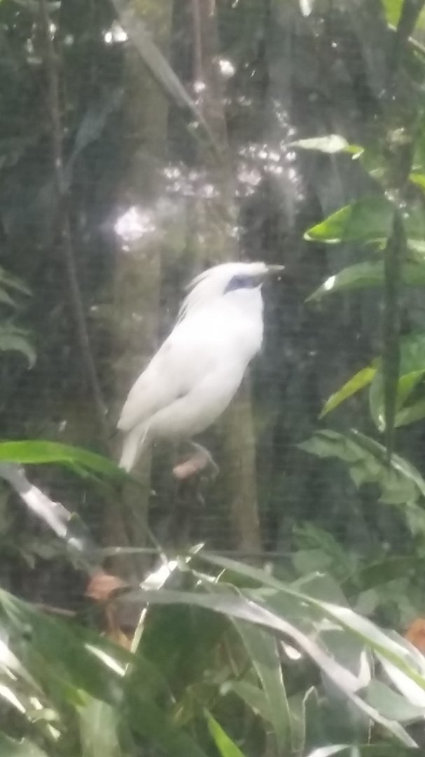 Bali myna (Leucopsar rothschildi)