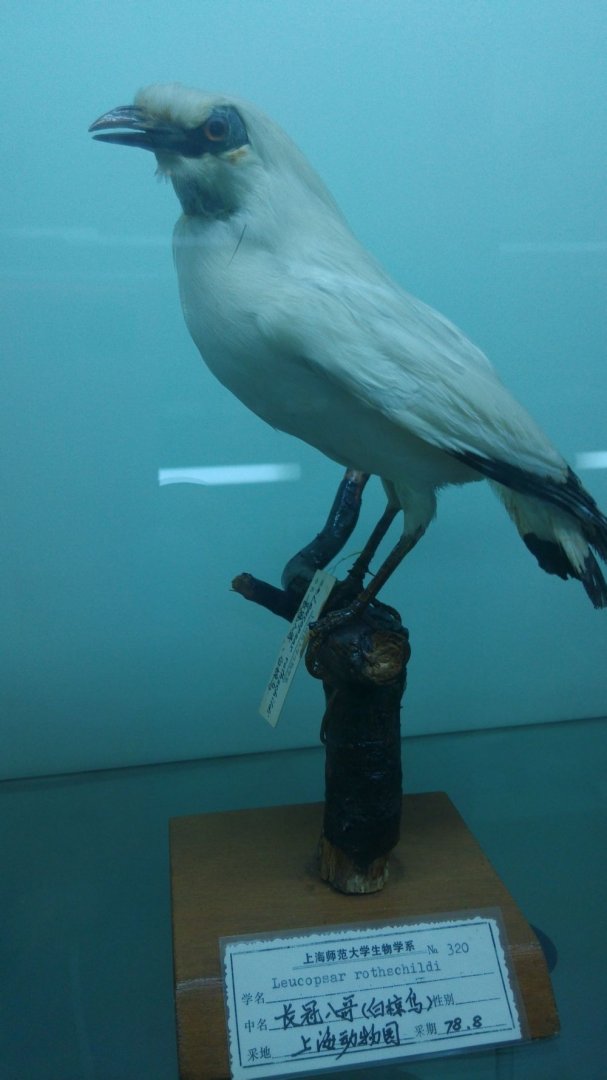 Bali Myna(Leucopsar Rothschildi)